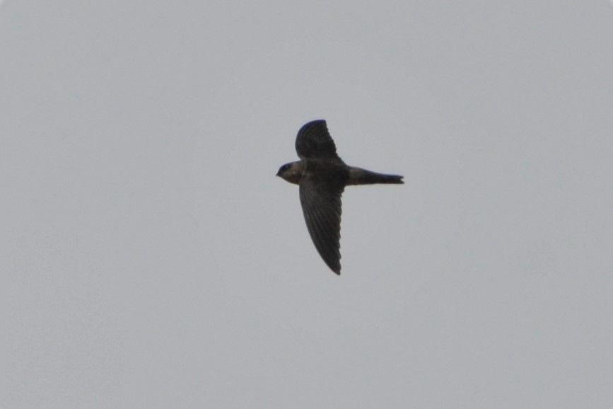 Sulawesi Swiftlet - ML26513471