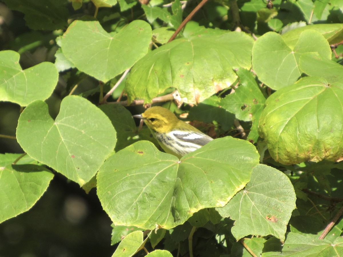 Black-throated Green Warbler - ML265135041