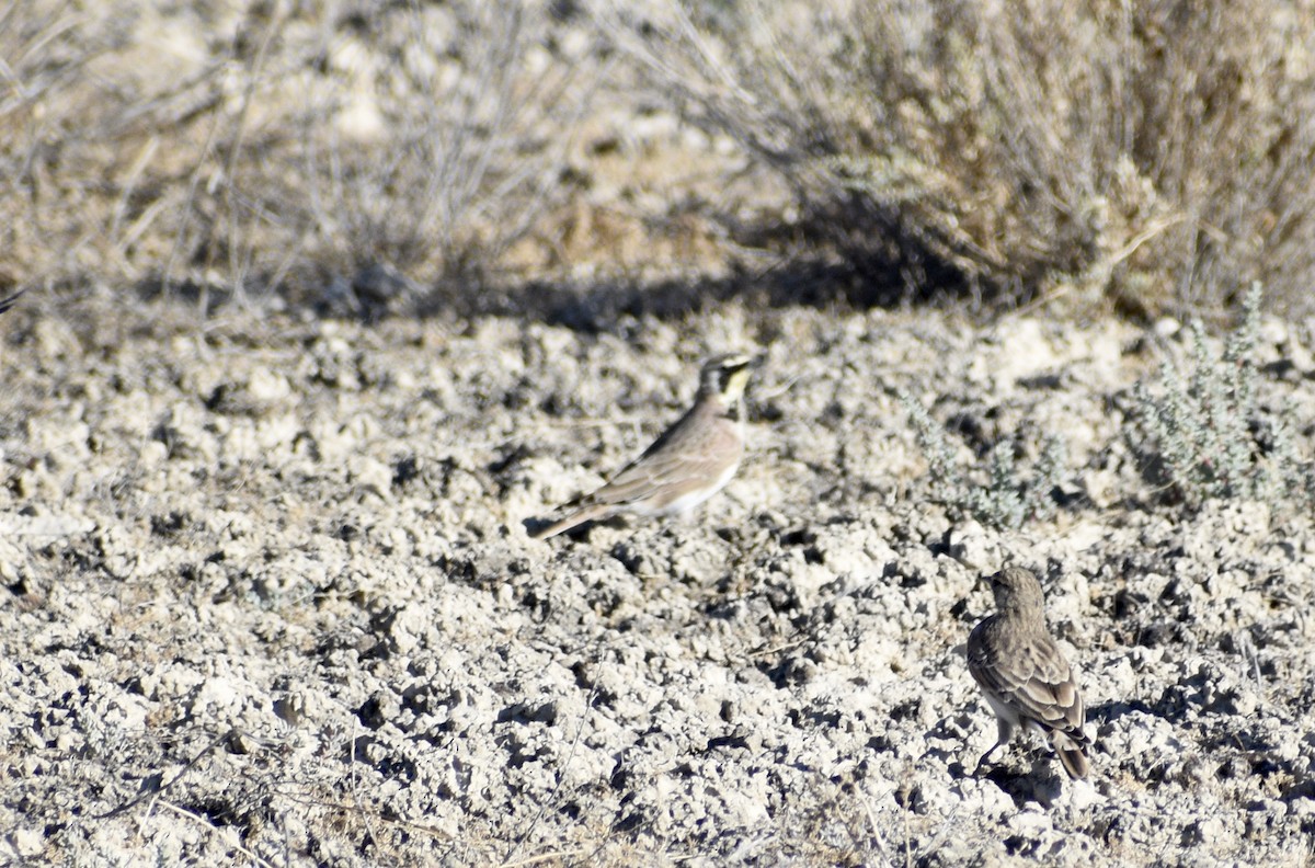 Horned Lark - Eli Anderson