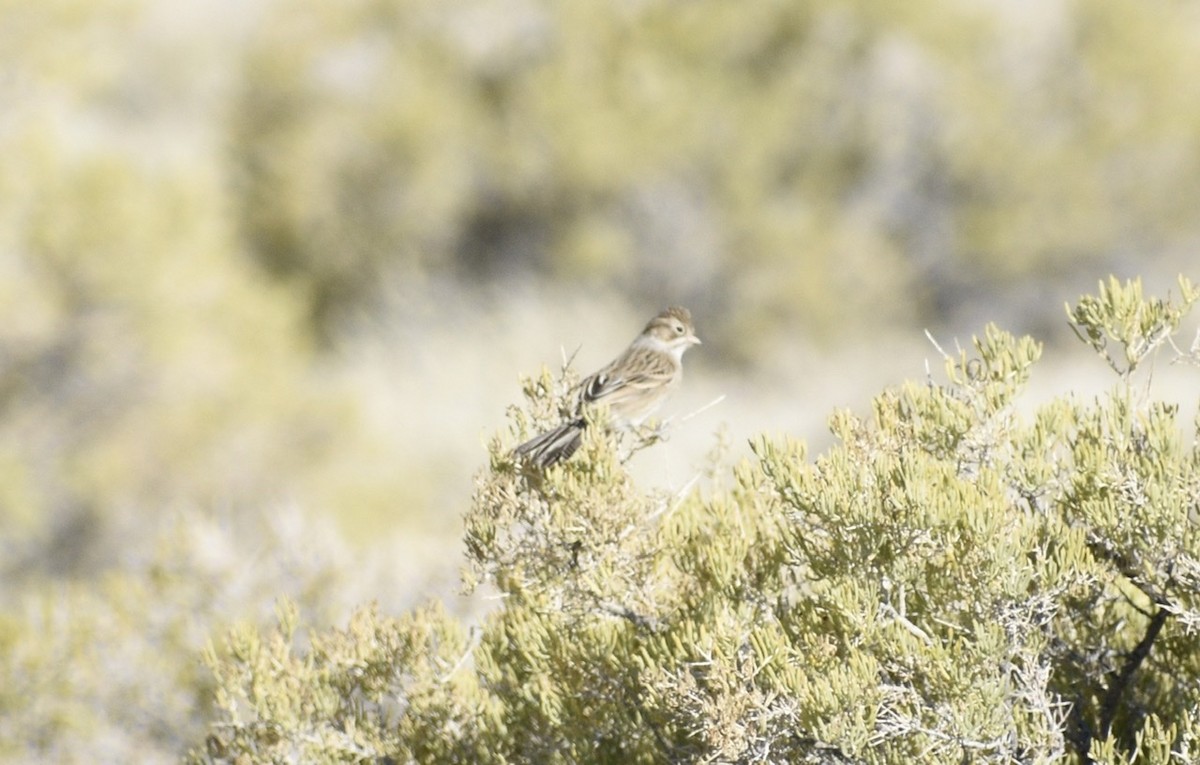 Brewer's Sparrow - Eli Anderson