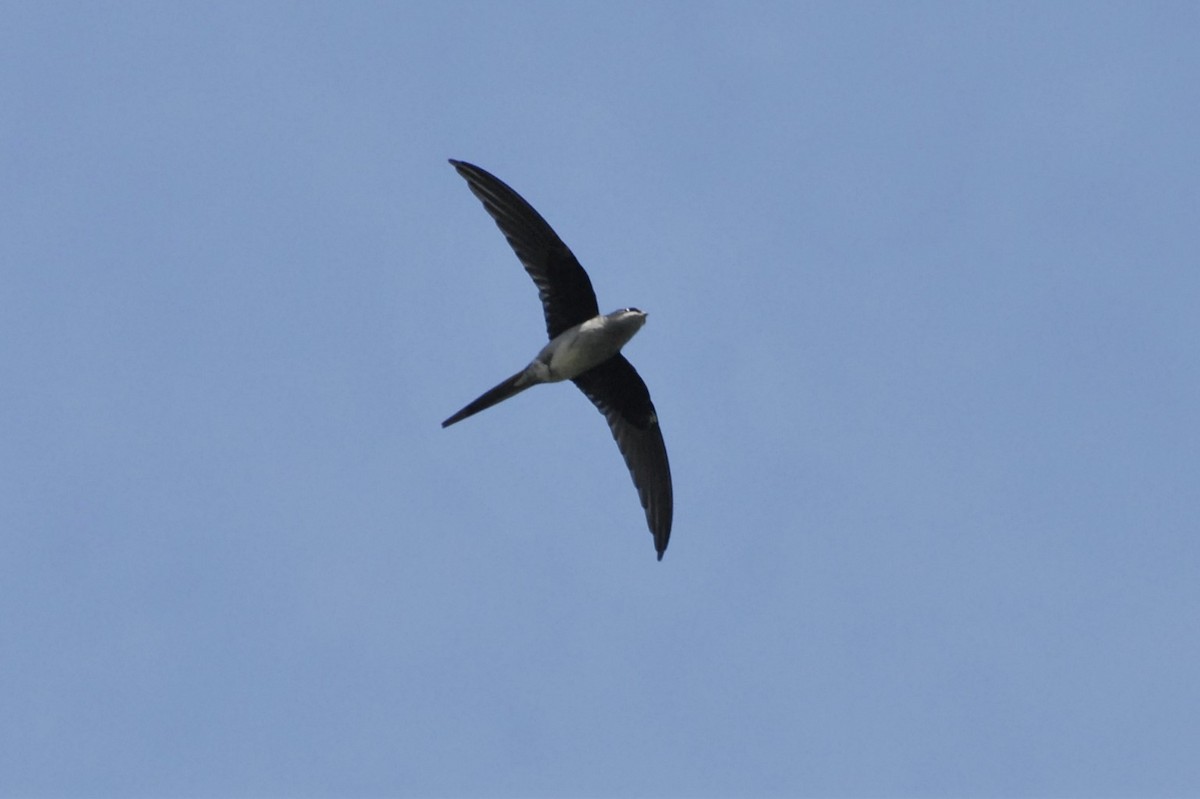 Gray-rumped Treeswift - ML26513731