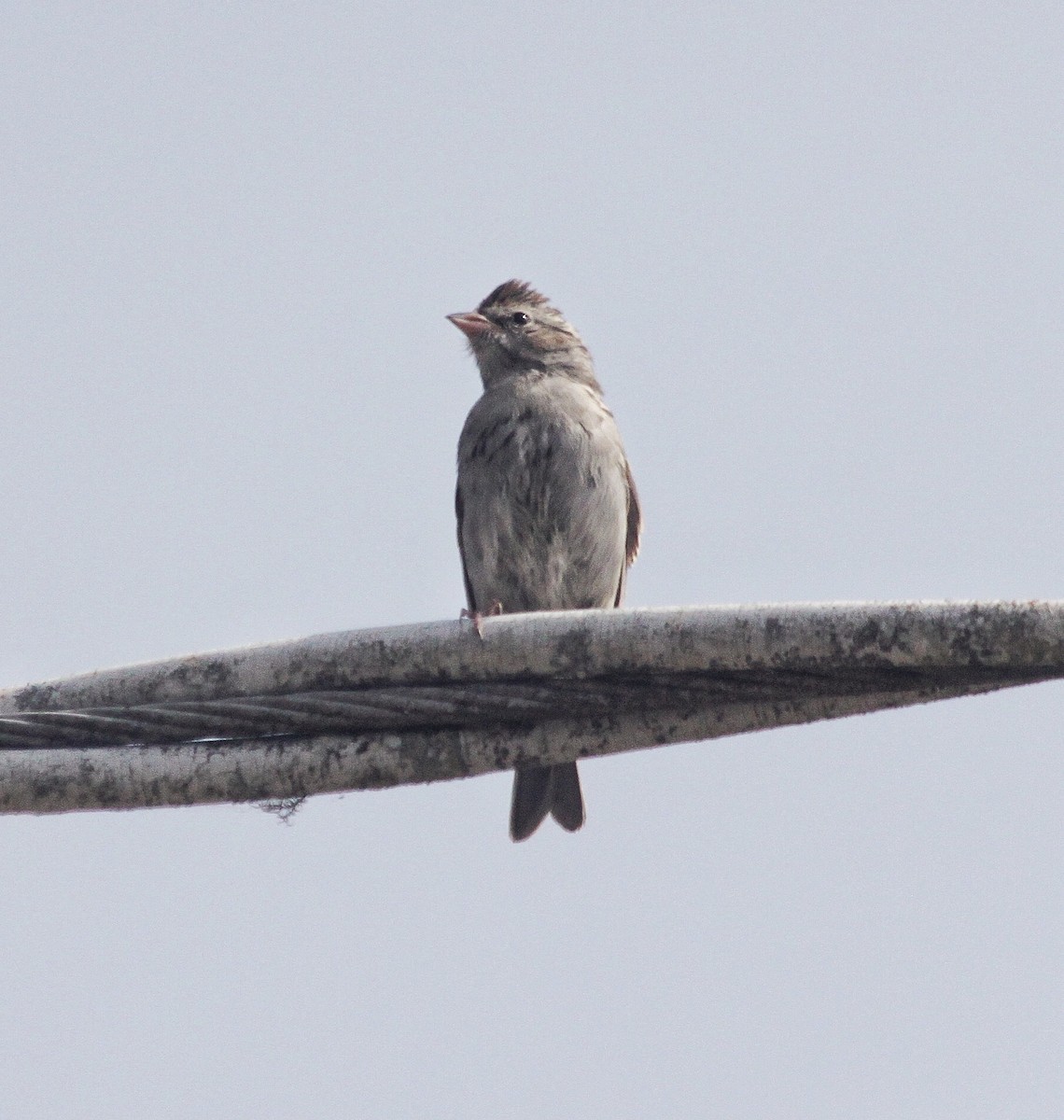 Chipping Sparrow - Richard Hubacek