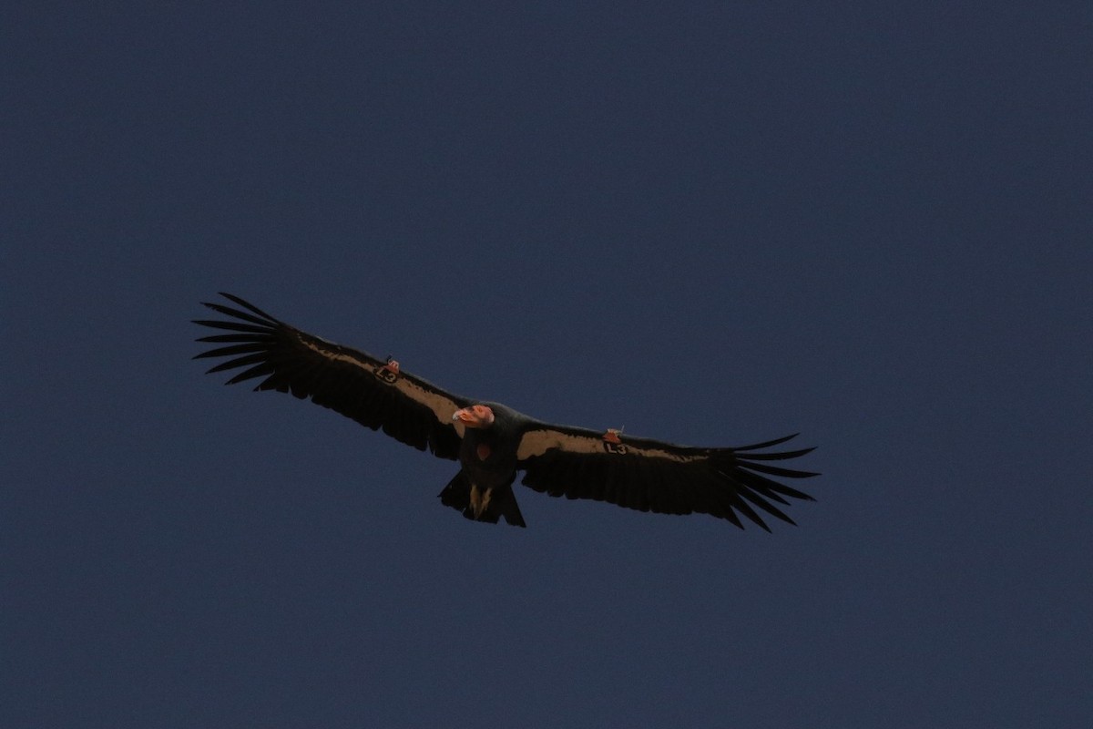 Condor de Californie - ML265141301