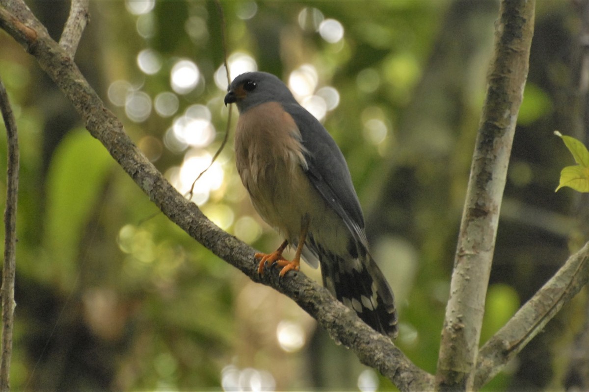 Spot-tailed Goshawk - David Hollie