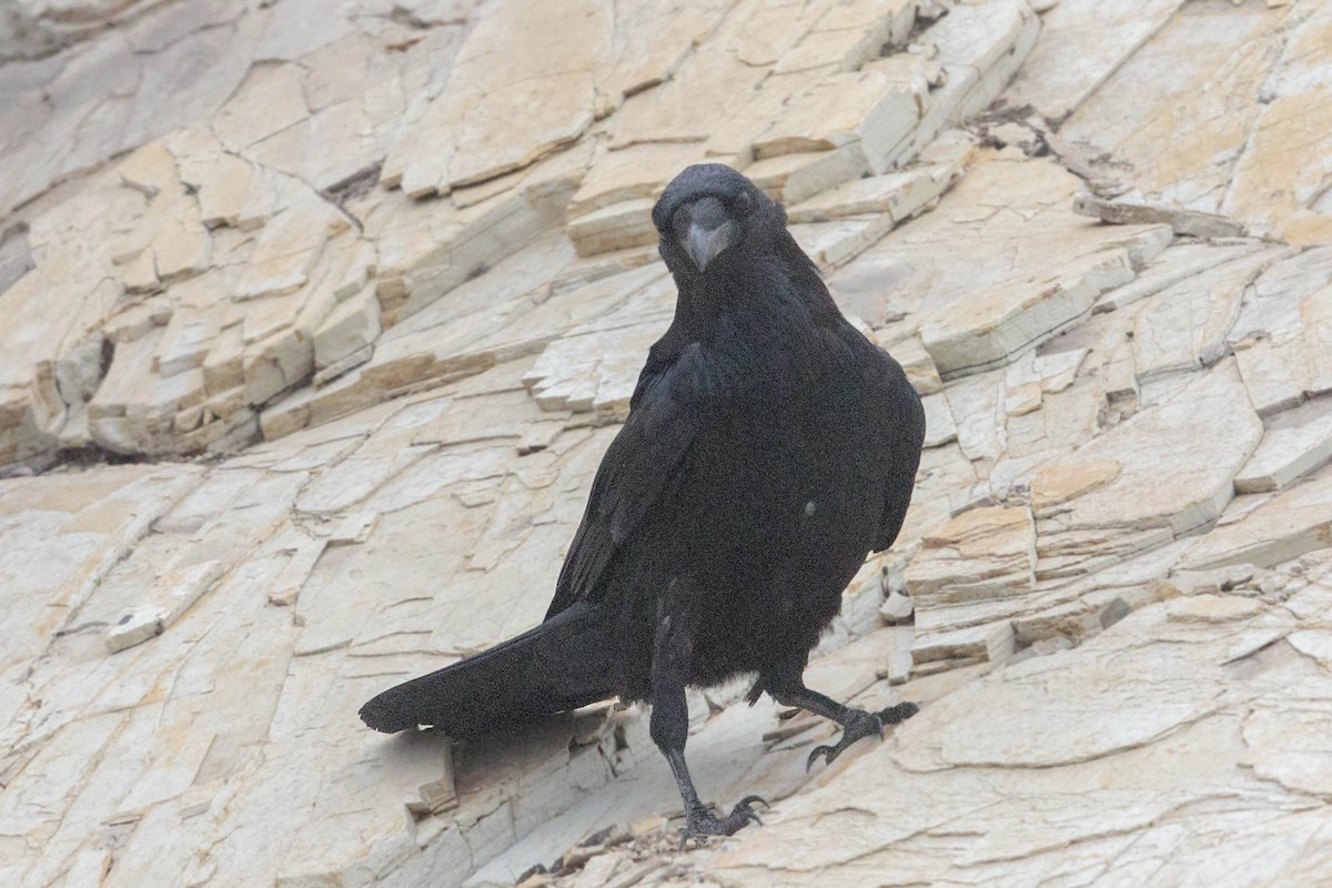 Common Raven - ML265143611