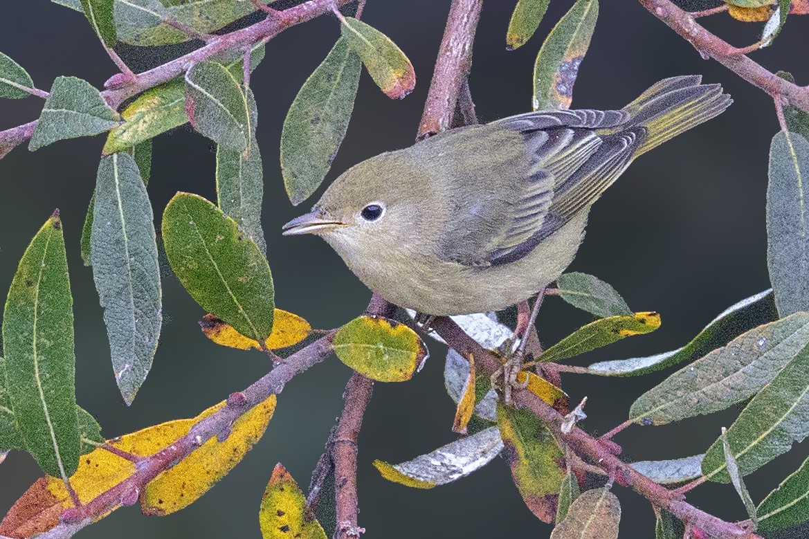 Yellow Warbler - ML265143661