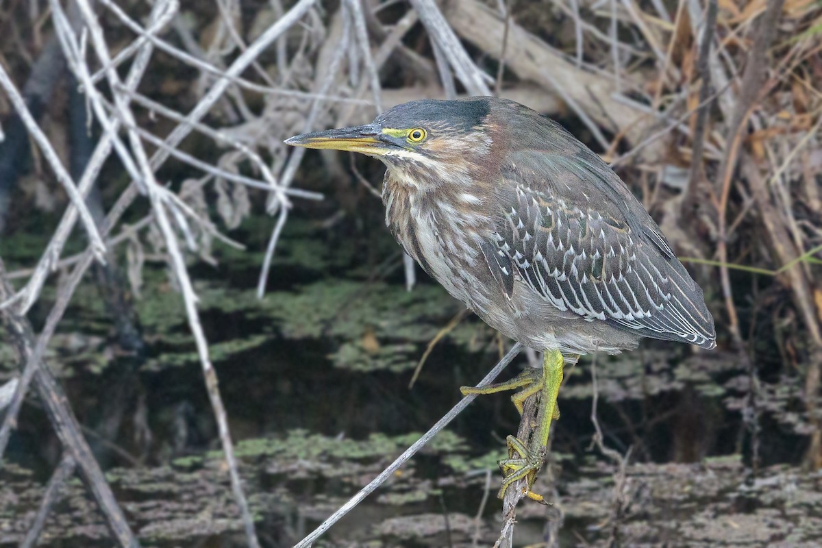 Green Heron - ML265143711