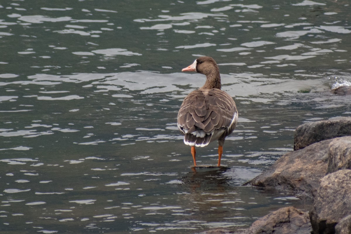 Greater White-fronted Goose - ML265143721