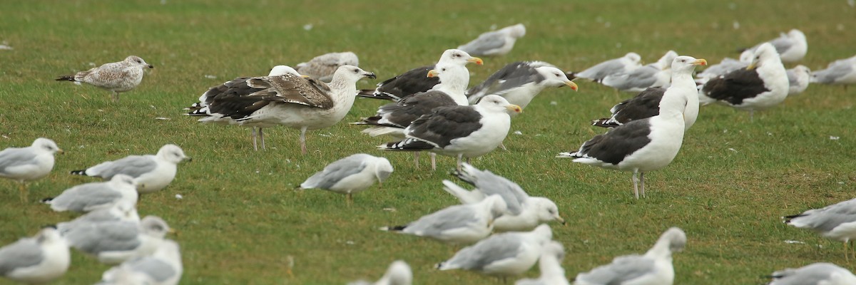 Great Black-backed Gull - ML265144961