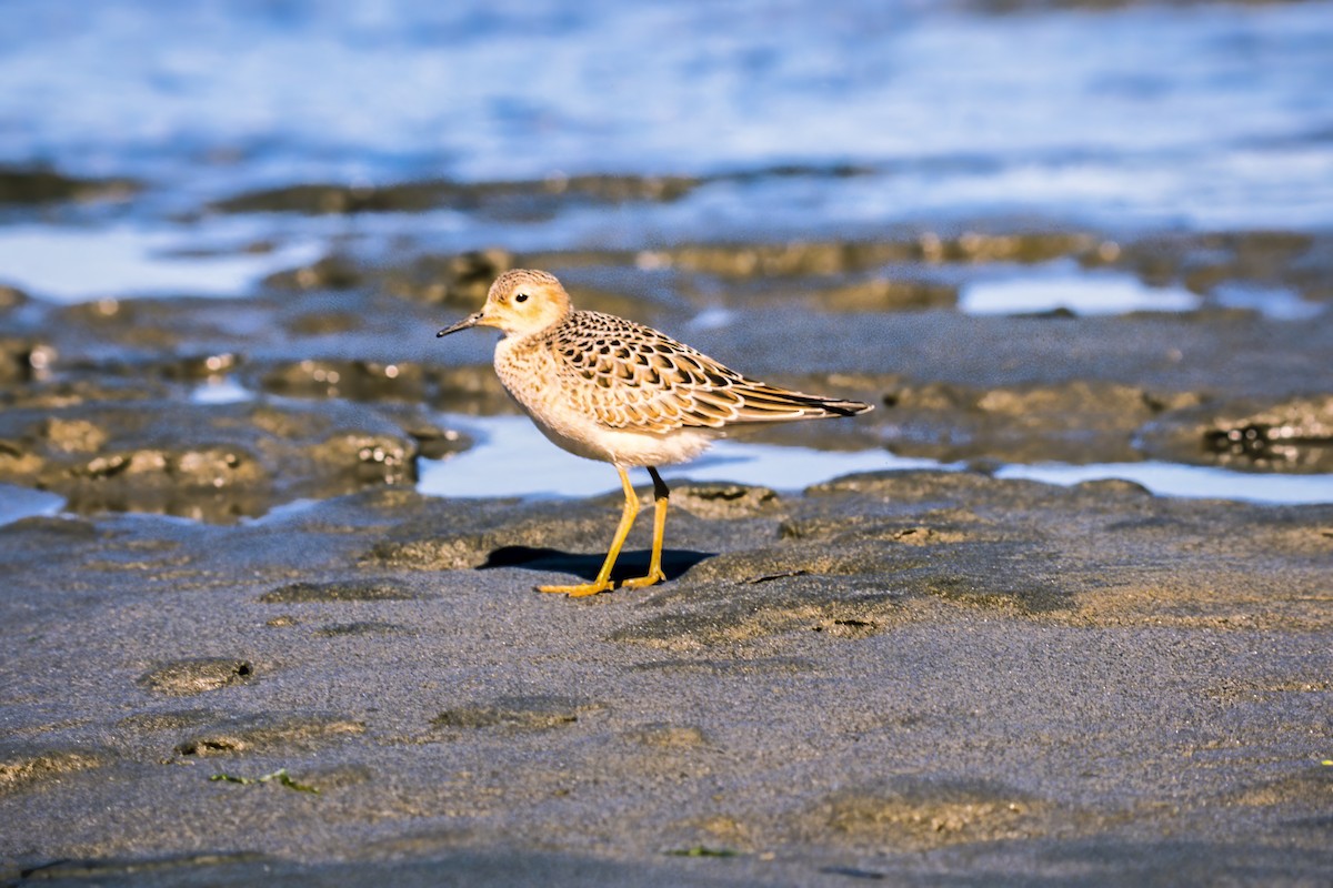 Buff-breasted Sandpiper - ML265145091