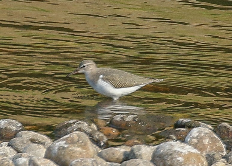 Spotted Sandpiper - Teresa Connell