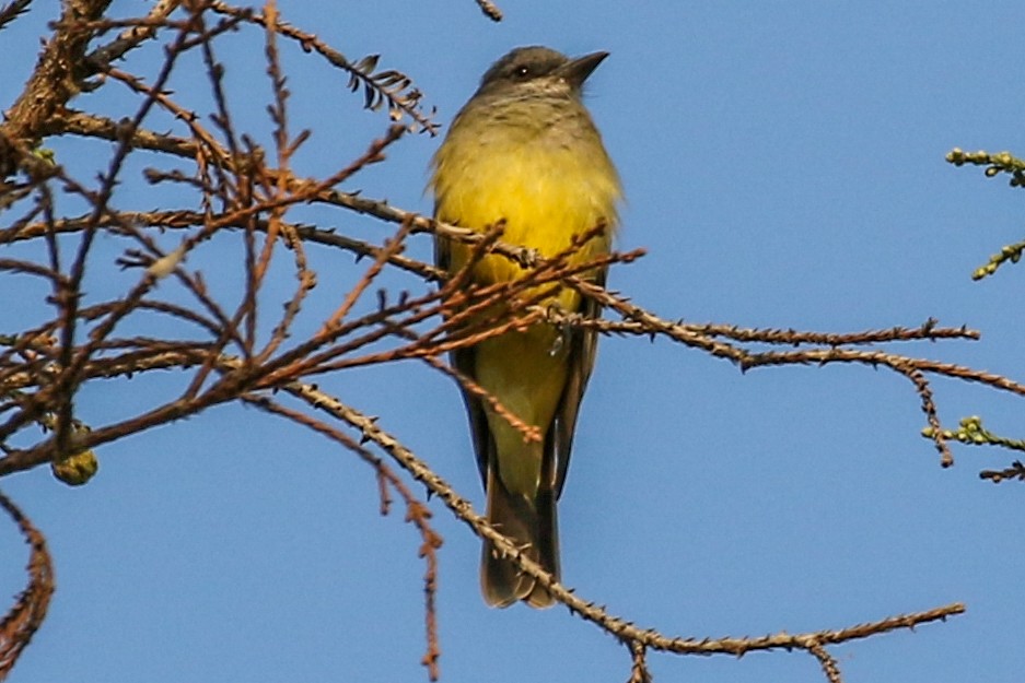 Cassin's Kingbird - ML265147511