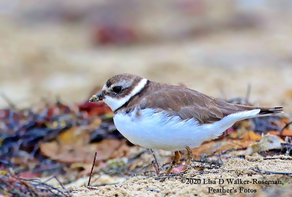 Semipalmated Plover - ML265150581