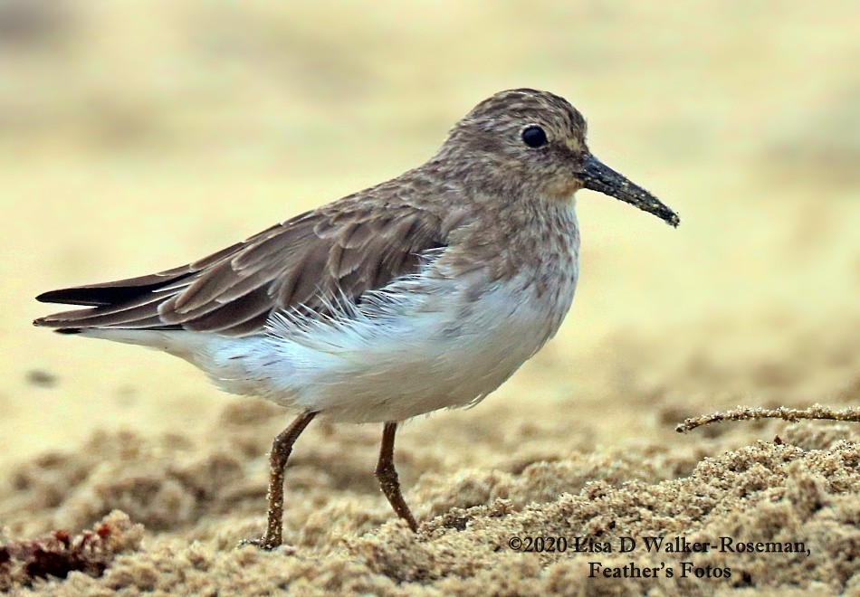 Least Sandpiper - ML265151251