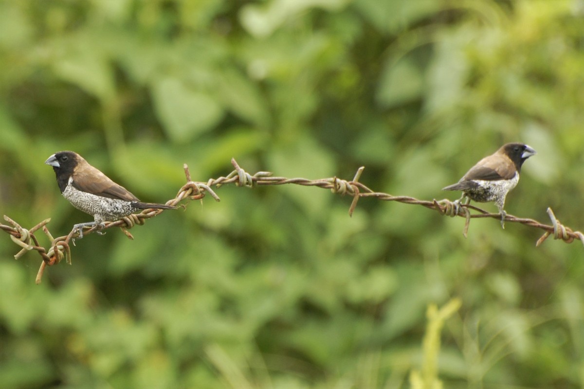 Black-faced Munia - David Hollie