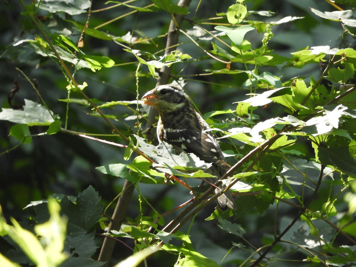 Rose-breasted Grosbeak - ML265151561