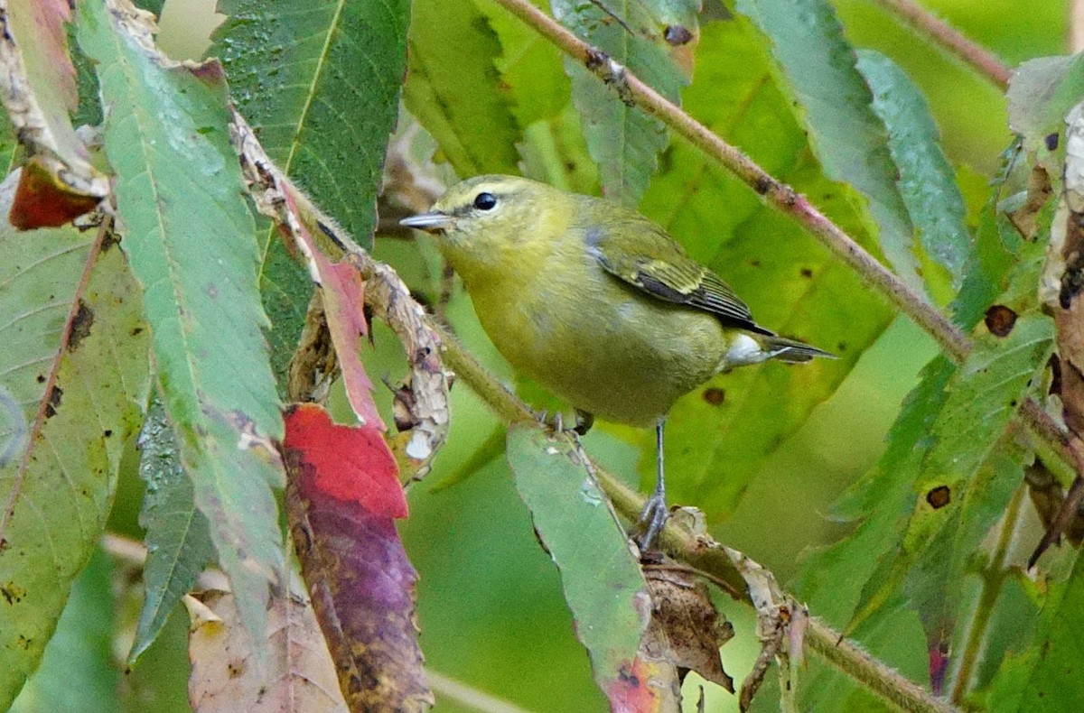 Tennessee Warbler - ML265152251