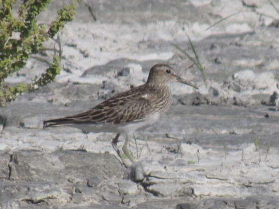 Pectoral Sandpiper - Eric Plage