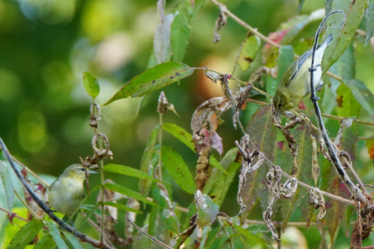 Tennessee Warbler - ML265152641