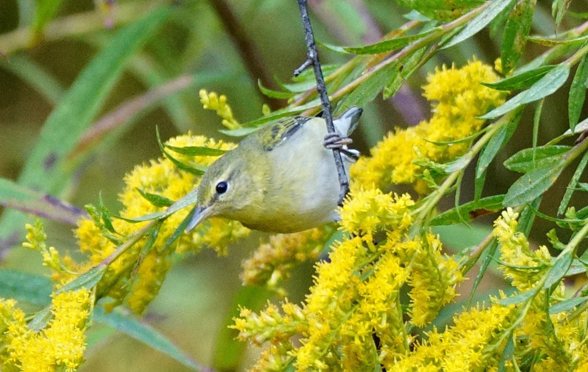 Tennessee Warbler - ML265152681