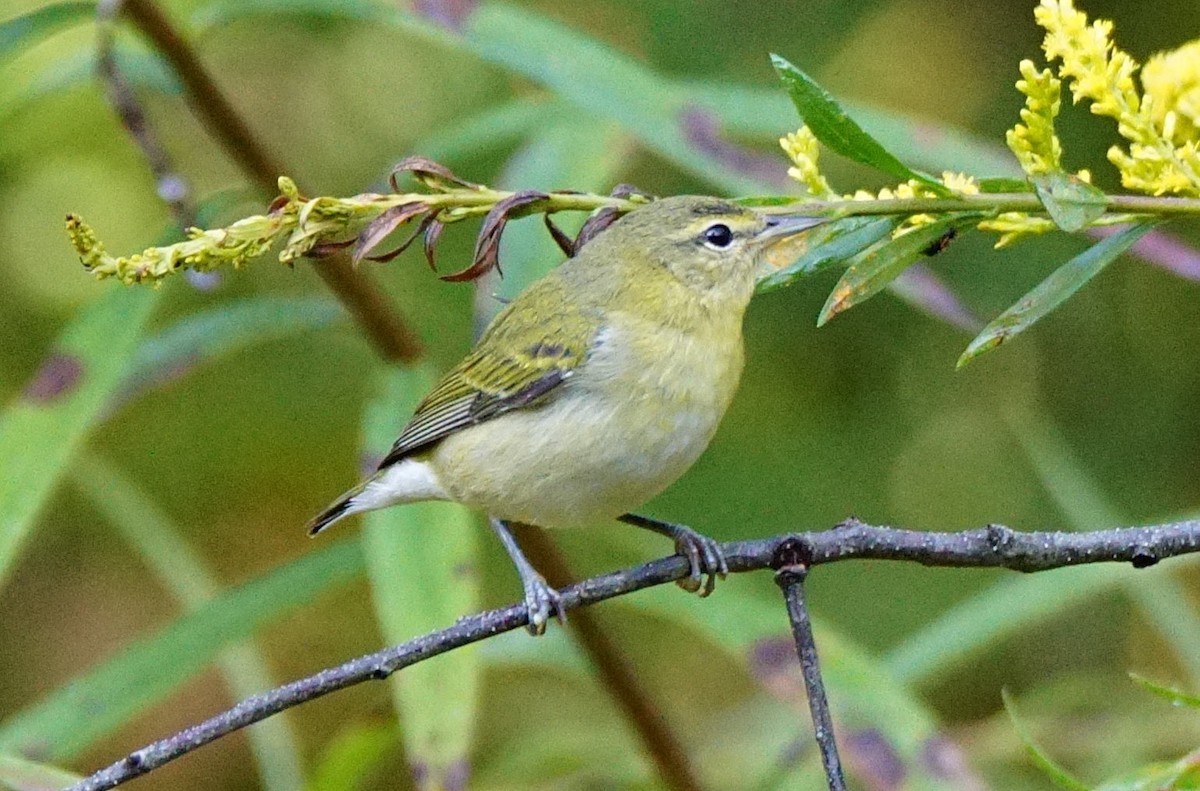 Tennessee Warbler - ML265152861