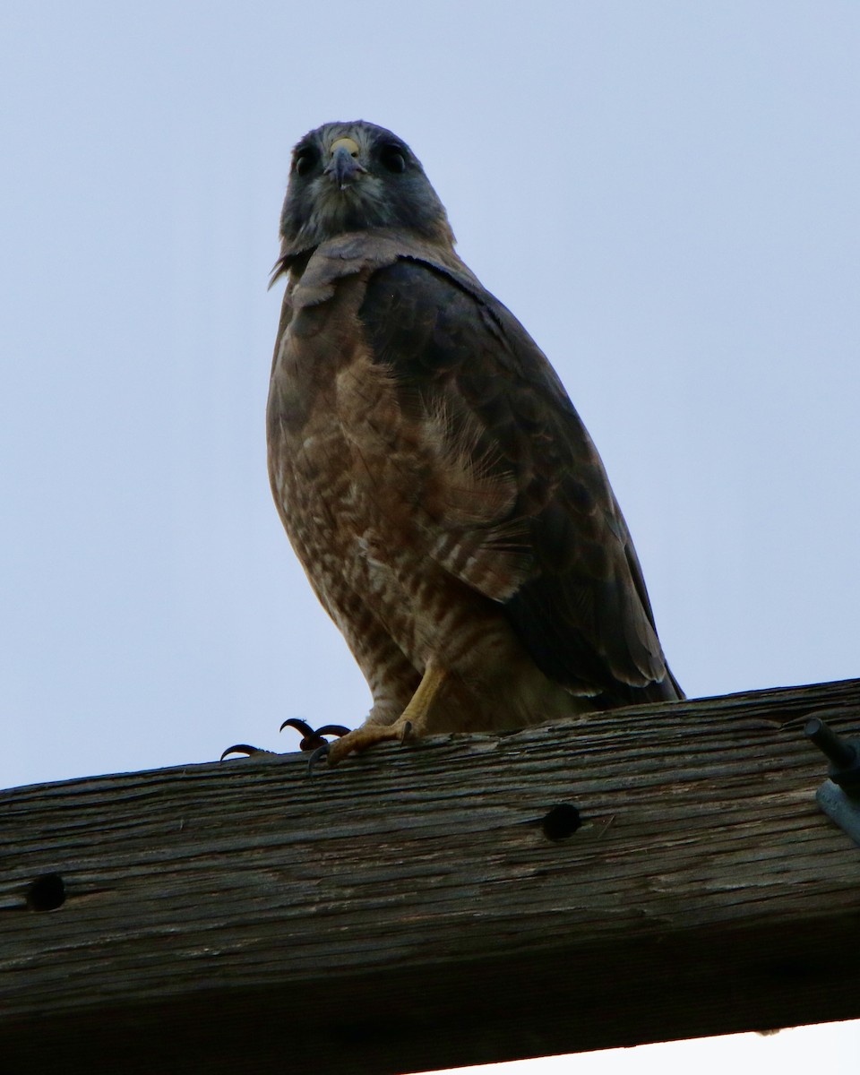 Swainson's Hawk - ML265153861