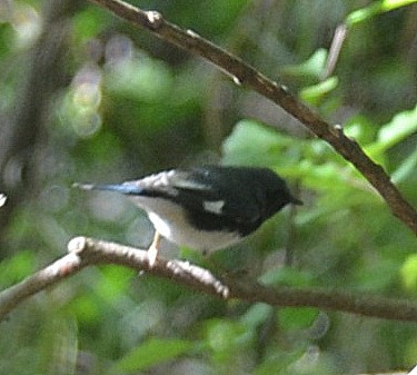 Black-throated Blue Warbler - Richard Haimes