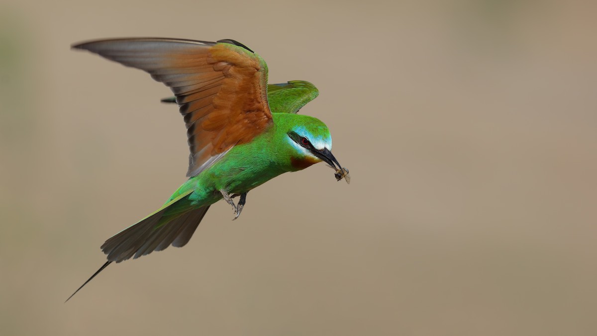 Blue-cheeked Bee-eater - Levent Göksoy