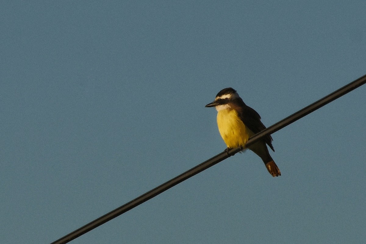 Great Kiskadee - Emiliano Gramajo