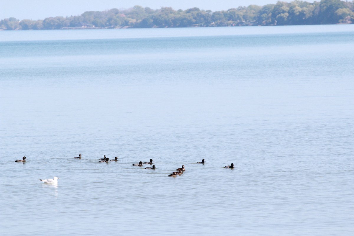 Greater Scaup - ML265159651