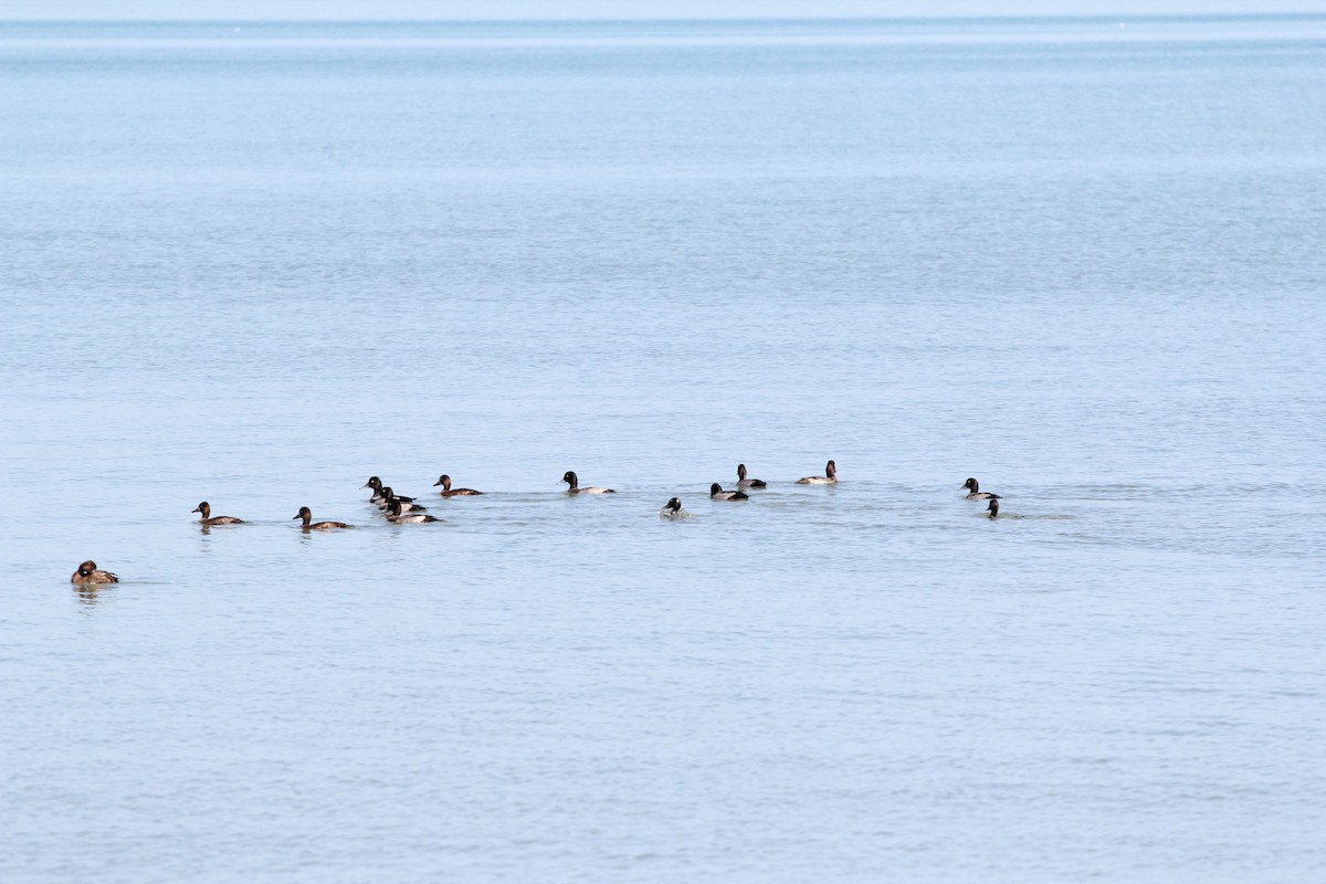 Greater Scaup - ML265159661