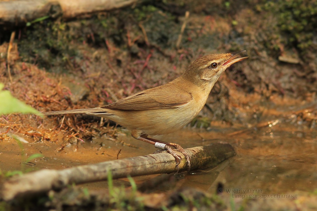 Paddyfield Warbler - ML26516111