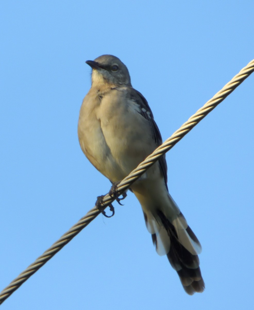 Northern Mockingbird - ML265164711