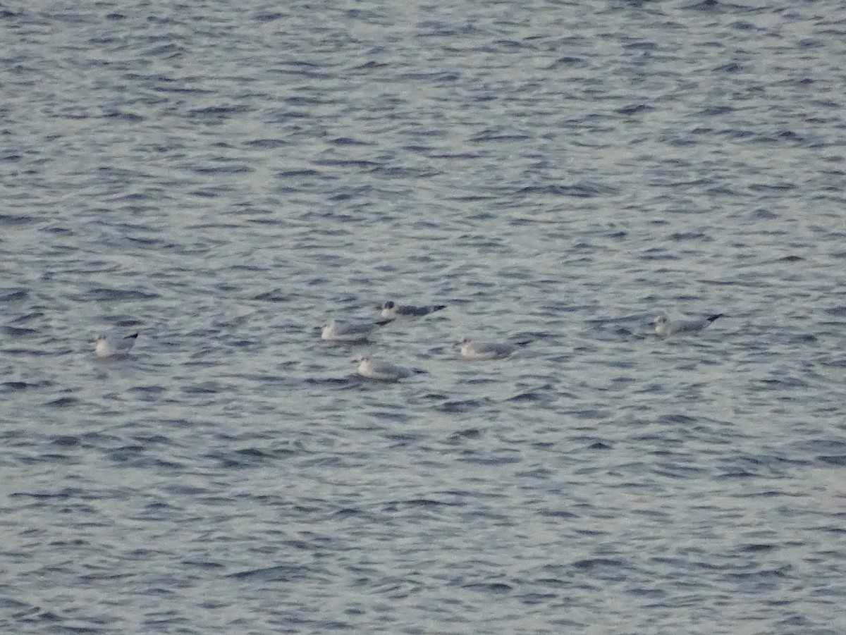 Franklin's Gull - ML265165671