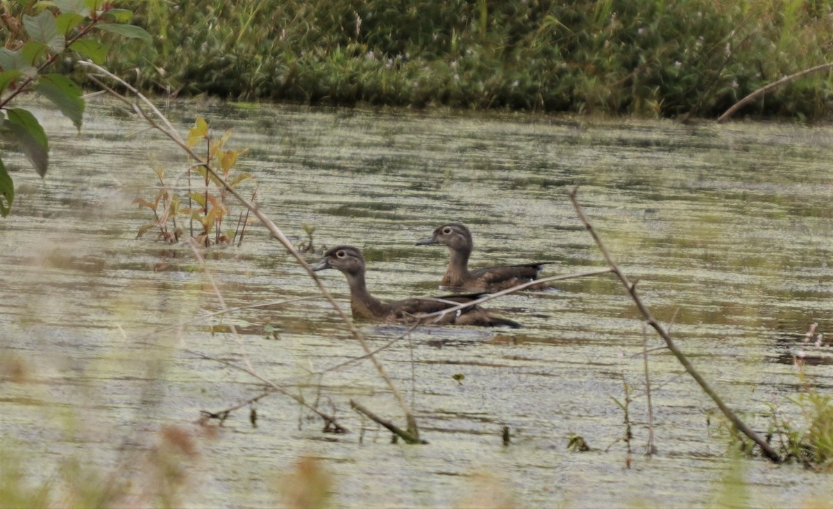 Wood Duck - ML265165871