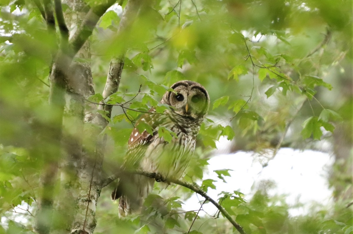 Barred Owl - ML265165891