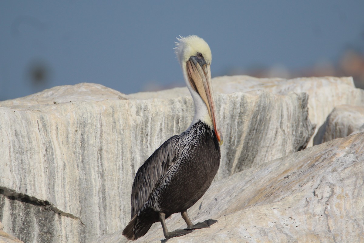 Brown Pelican - Patrick Sysiong