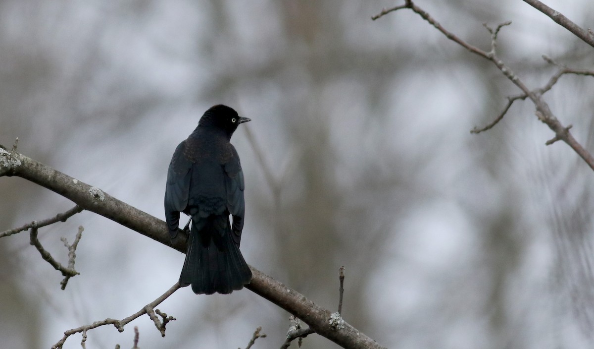 Rusty Blackbird - ML26516631