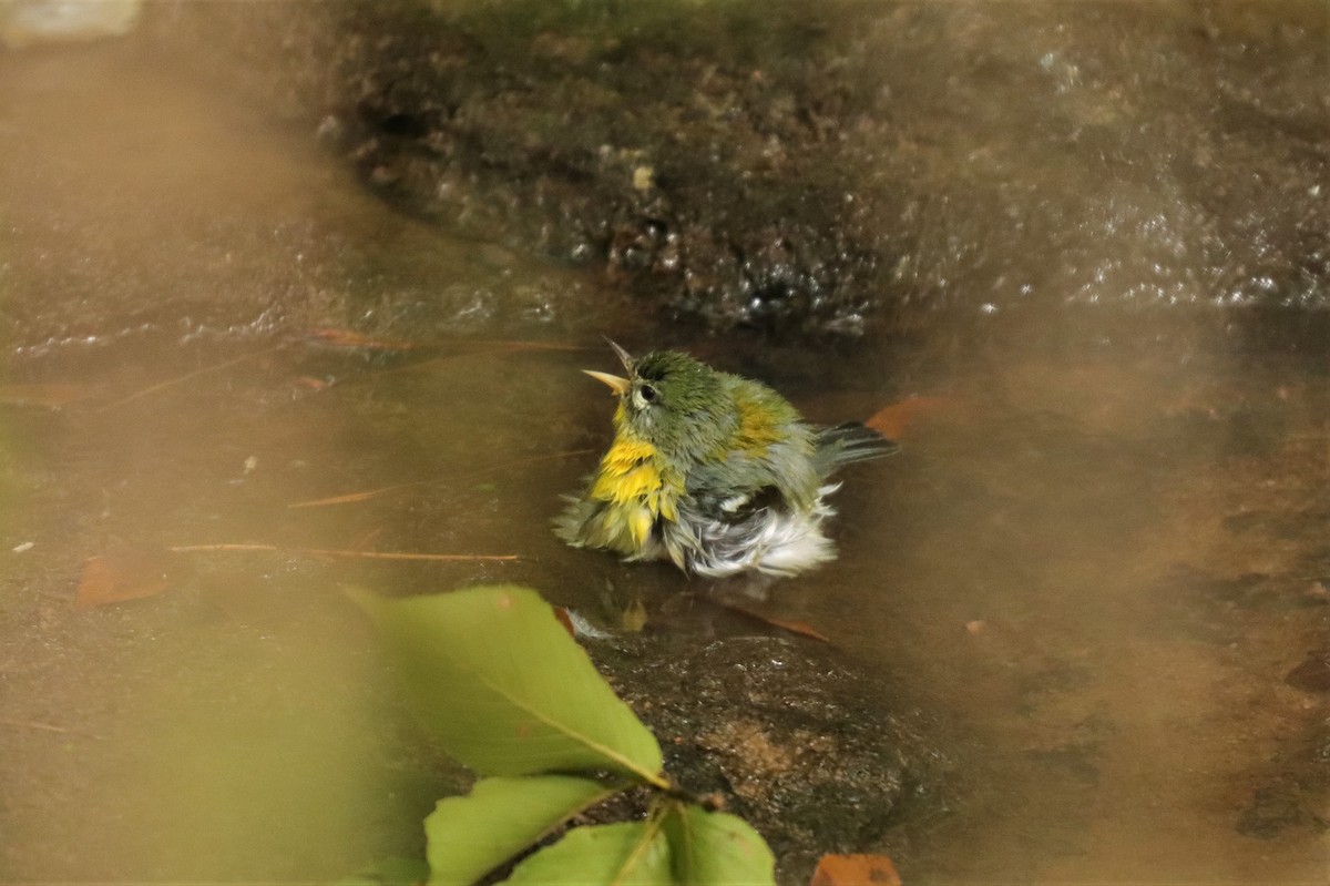 Northern Parula - ML265166681