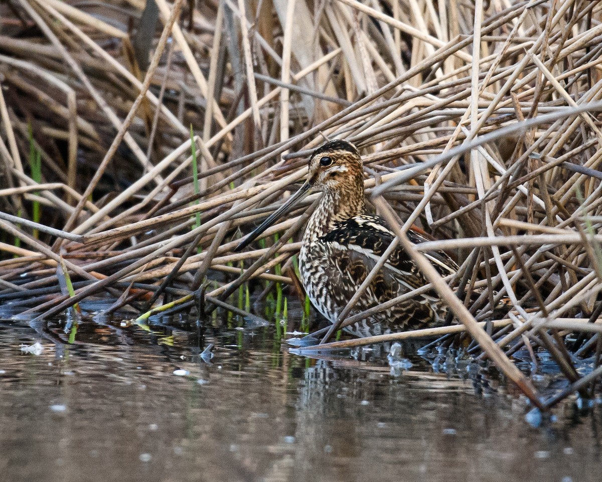 Wilson's Snipe - ML26516681