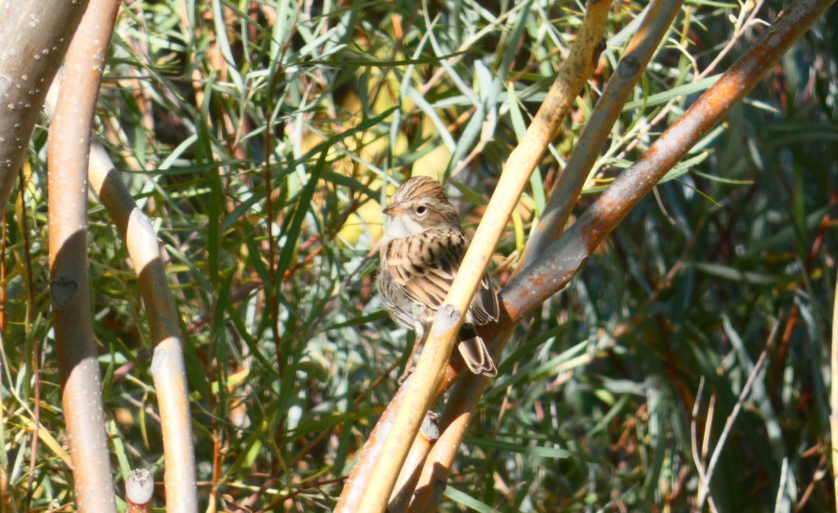 Brewer's Sparrow - Joshua C'deBaca