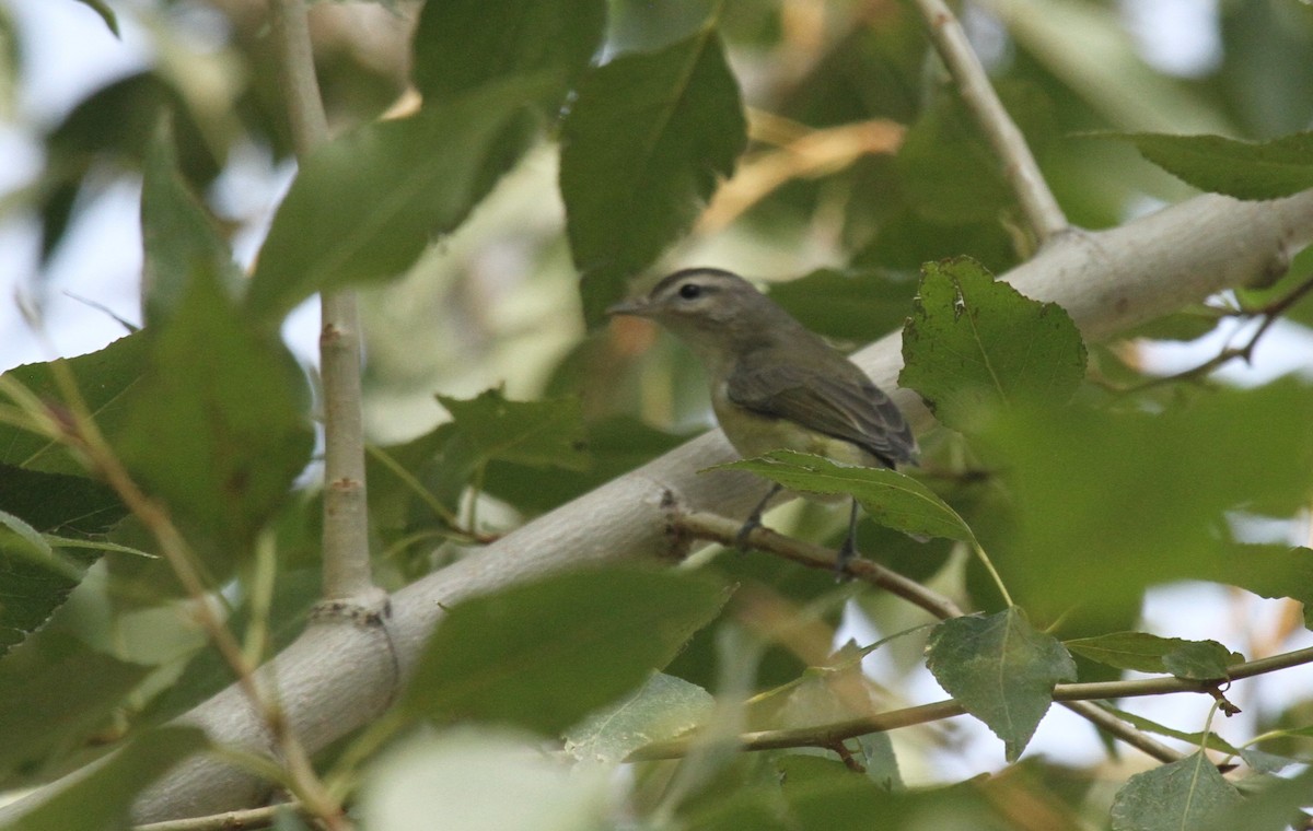 Warbling Vireo - ML265167431