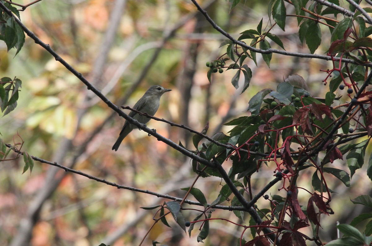 Warbling Vireo - ML265167441