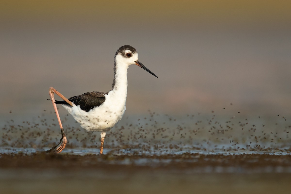 Black-necked Stilt - ML265168261