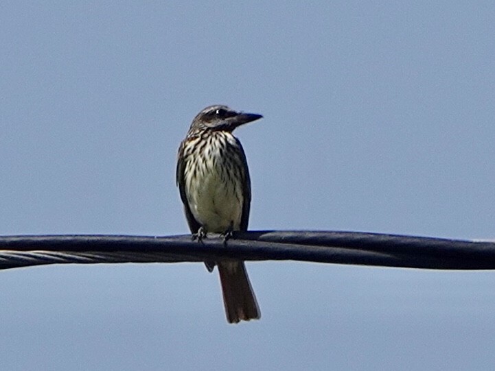 Sulphur-bellied Flycatcher - ML265169201