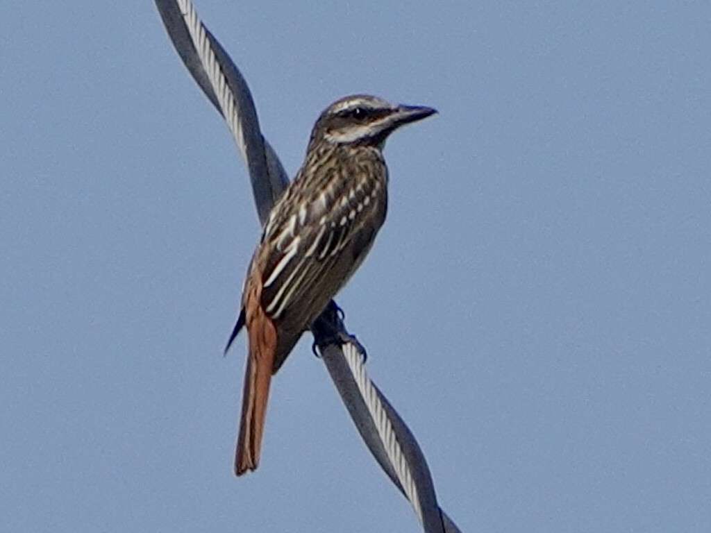 Sulphur-bellied Flycatcher - ML265169211