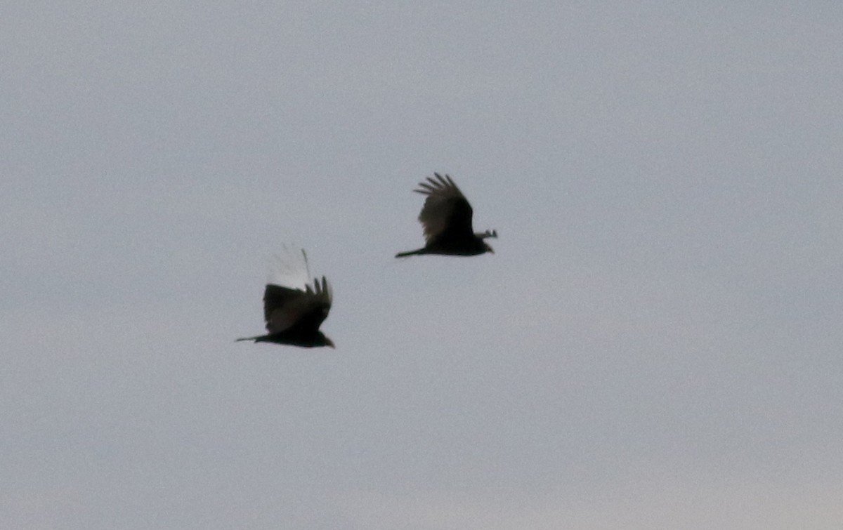 Turkey Vulture - ML26516991