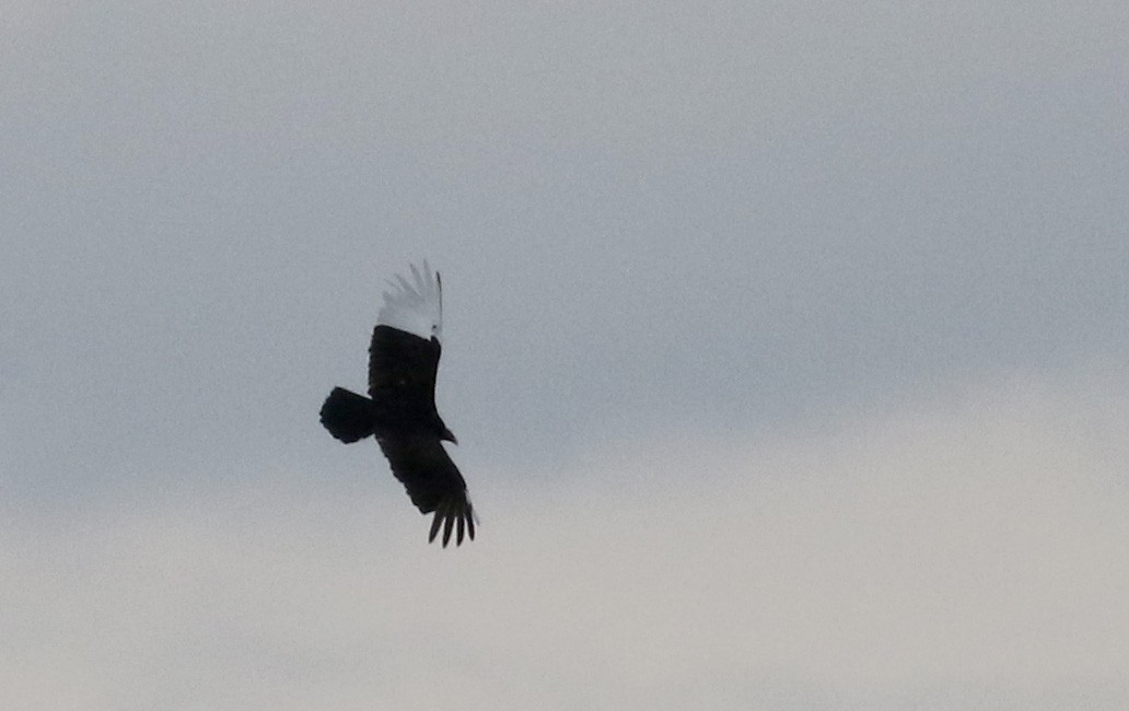 Turkey Vulture - ML26517021