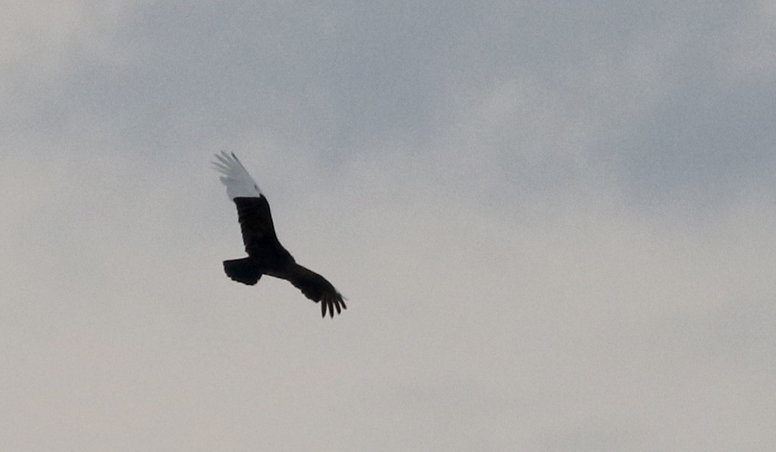 Turkey Vulture - ML26517031