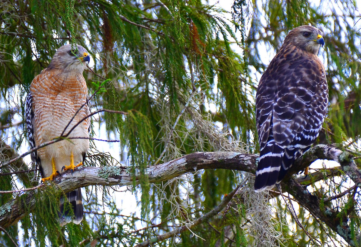 Red-shouldered Hawk - James Glasson